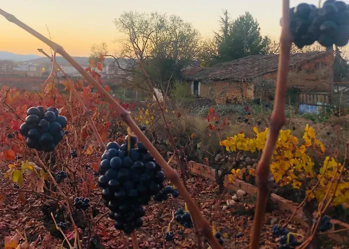 Apartamento Ruta Del Vino
